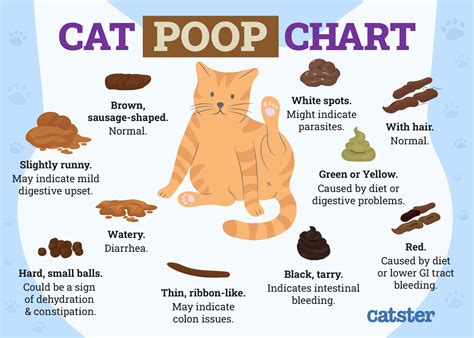 cat leaks poop|Why Is My Cat Leaking Poop